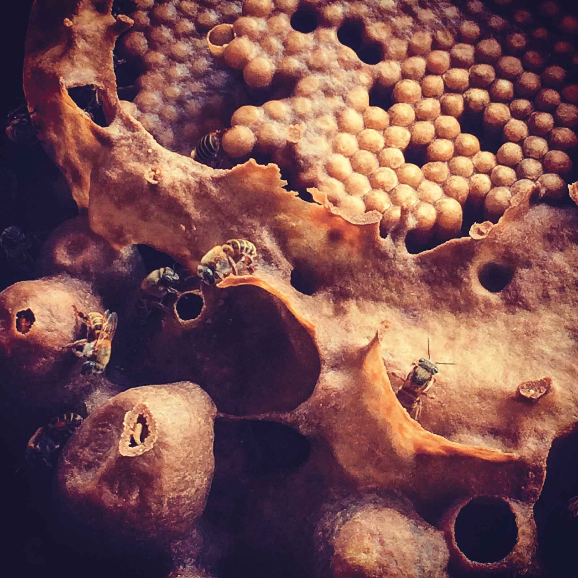 Presente y futuro de apicultura maya